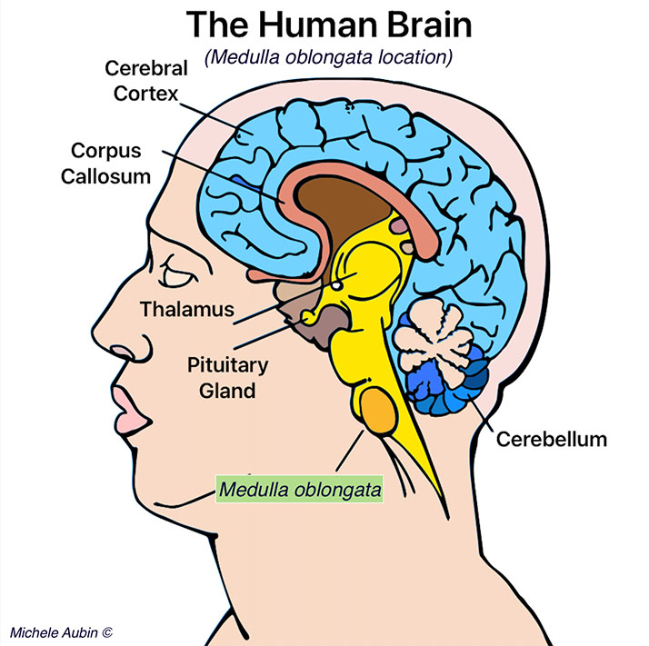 Chiropractic Sebastopol CA The Human Brain